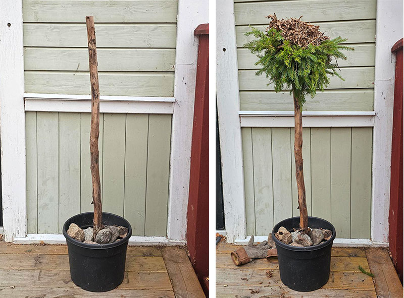 Bygge av vintergrön planta Bygge av vintergrön planta