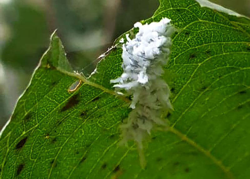 Hårig vit larv Eriocampa 
