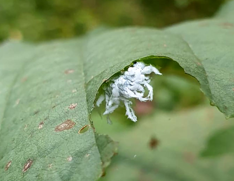 vit hårig larv till bladstekel, Eriocampa 