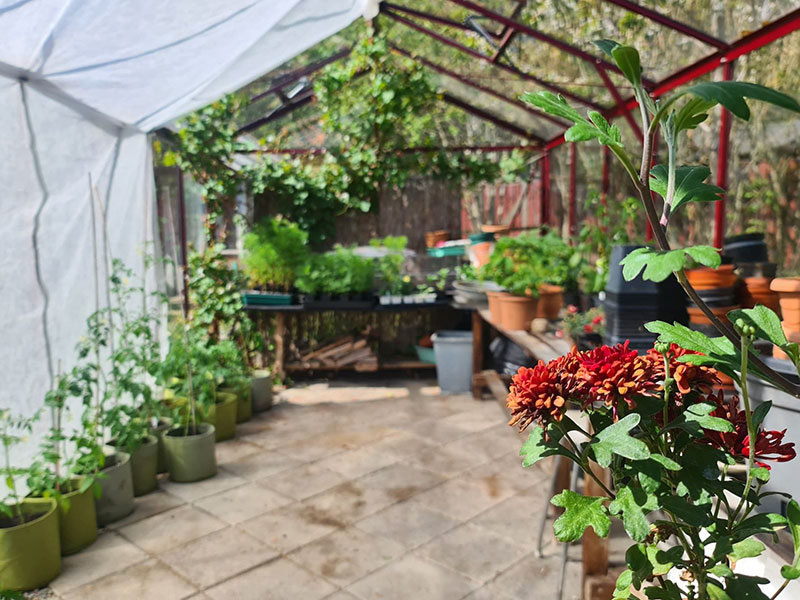 Sommarväxthus med tomatplantor