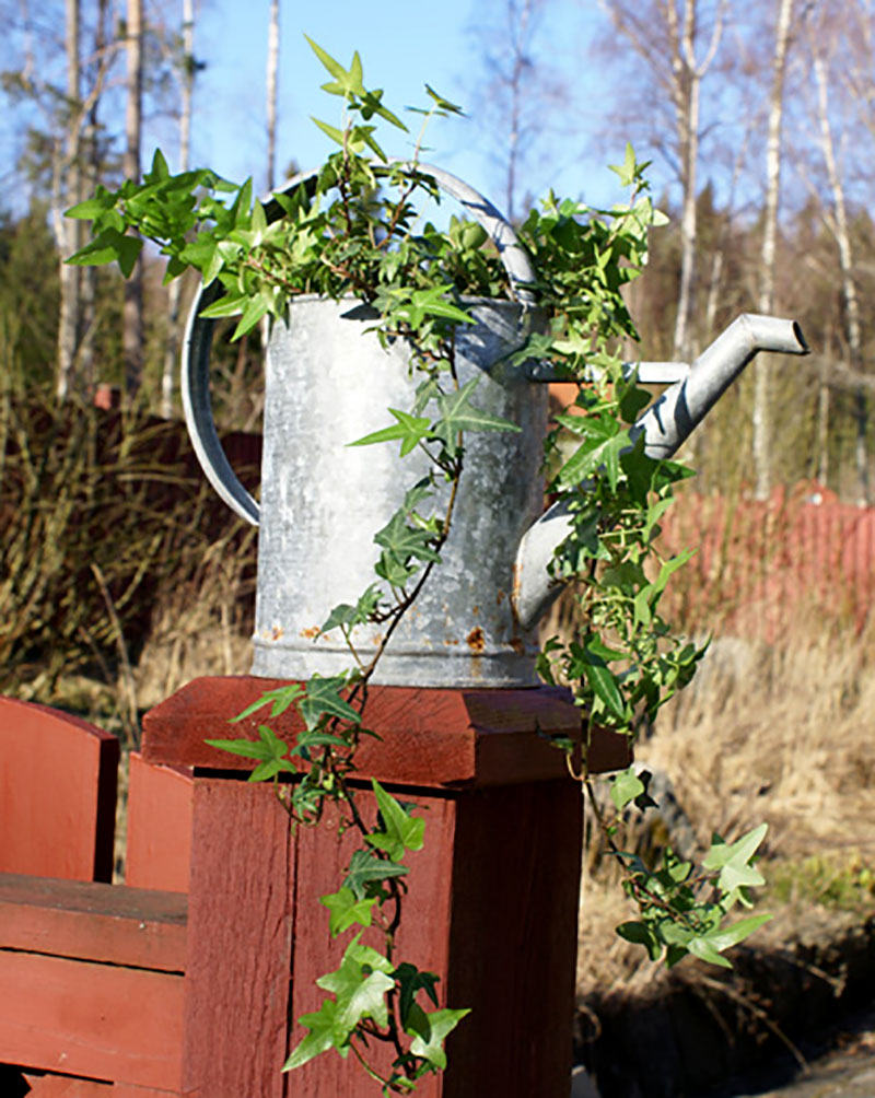 Vattenkanna med planterad murgröna