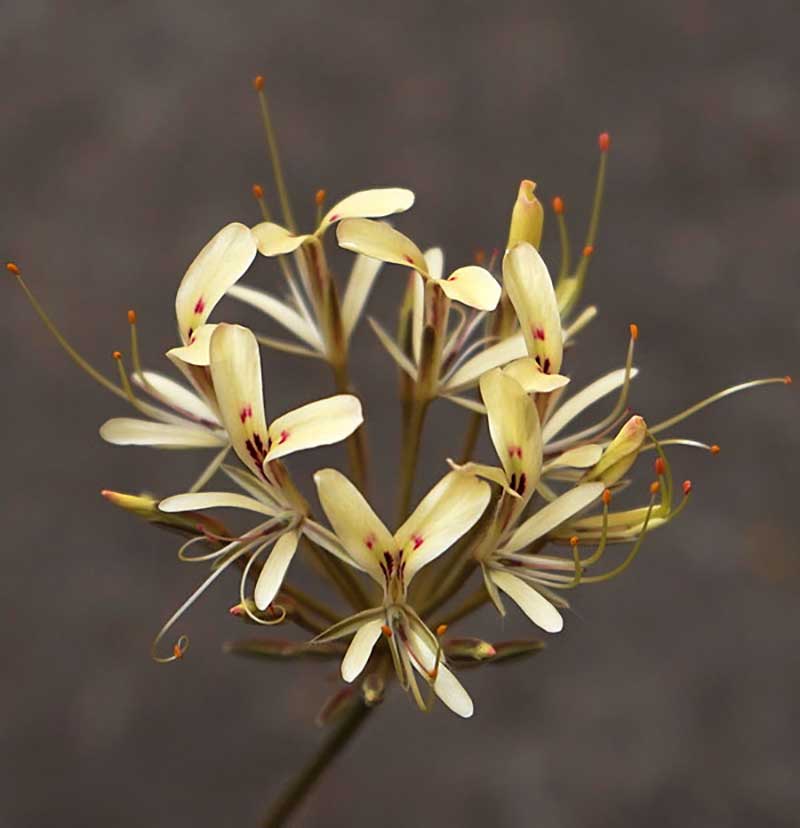 Vildpelargon geofyt Pelargonium Triandrum