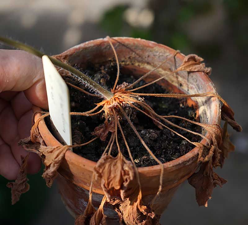 Vissna blad på vildart P. triandrum