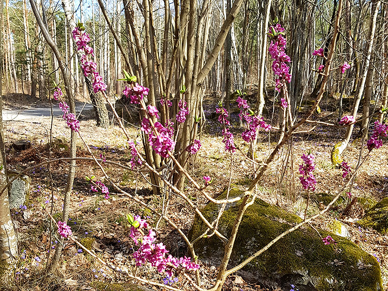 Tibastbuske med rosa blommor i skogsdunge