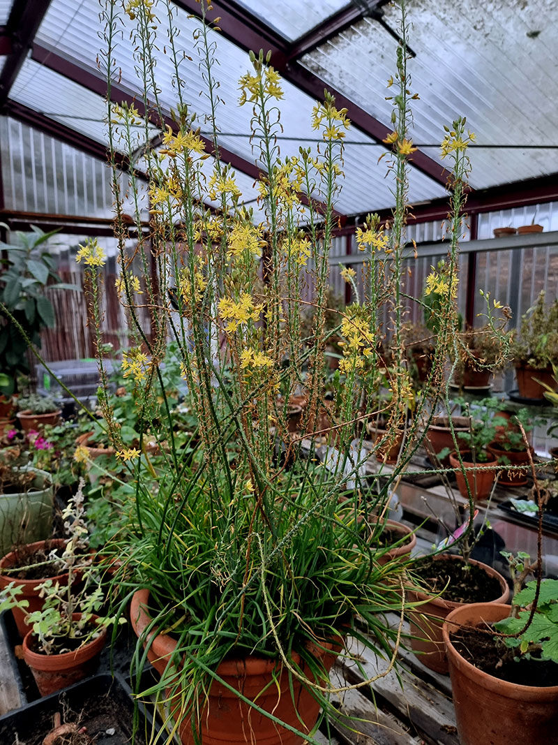 Blommande balsambulbine i kruka