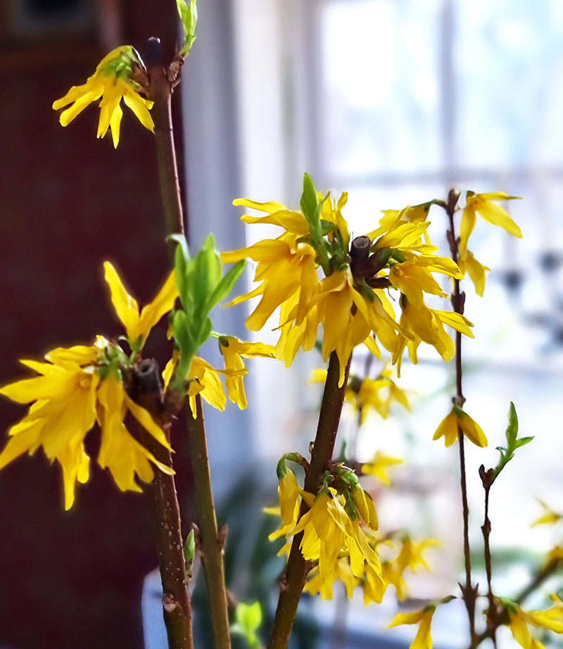 Blommande grenar av forsytia i vas