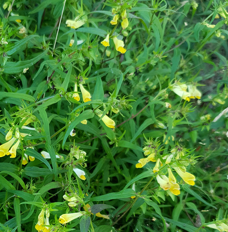 Ängskovall, Melempyrum pratense