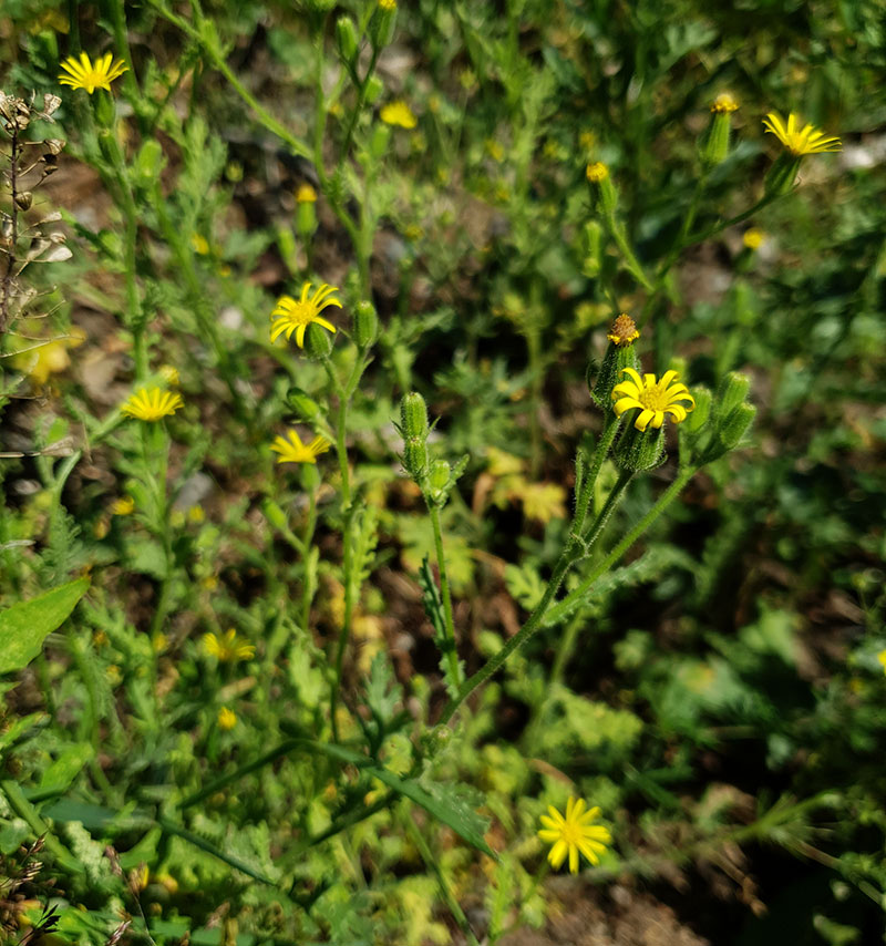 Bergkorsört, Senecio sylvaticus