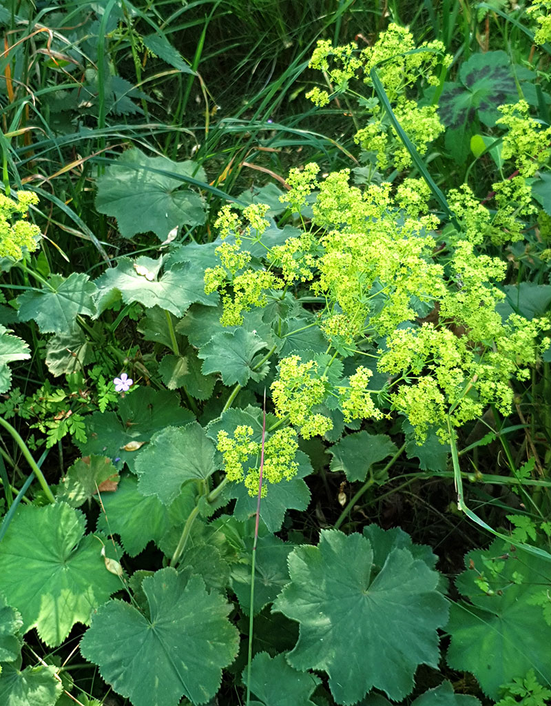 Daggkåpa, Alchemilla