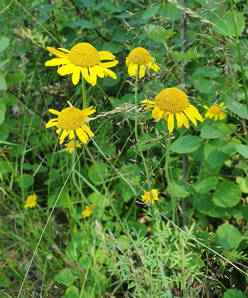 Färgkulla Senecio sylvaticus