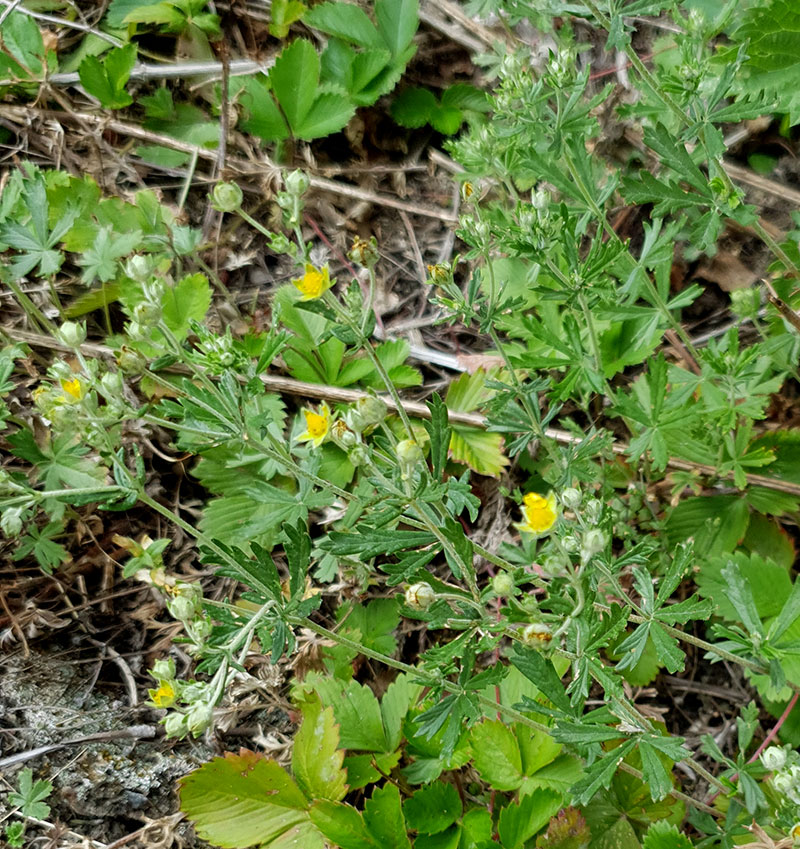 Femfingerört, Potentilla argentea