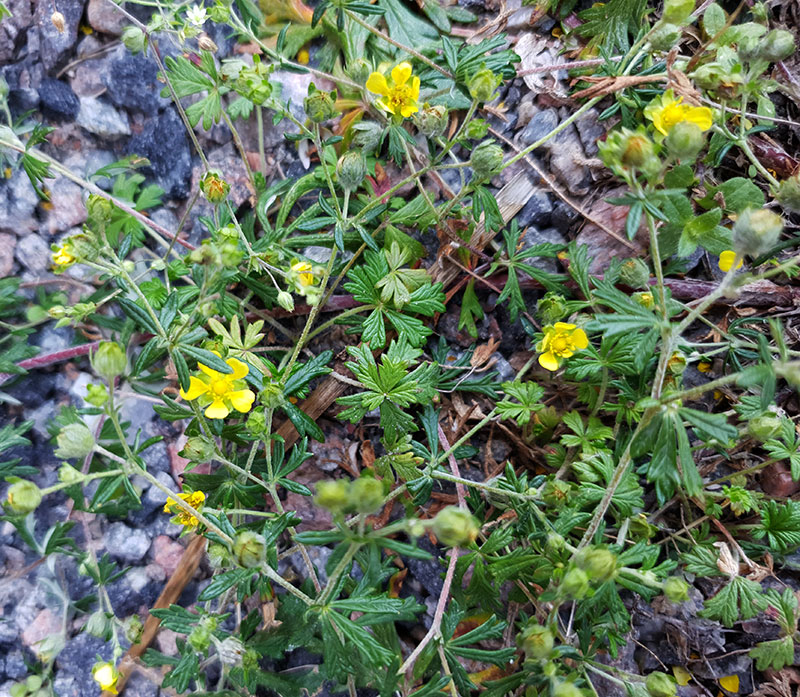 Fingerört med gula blommor och flikiga blad