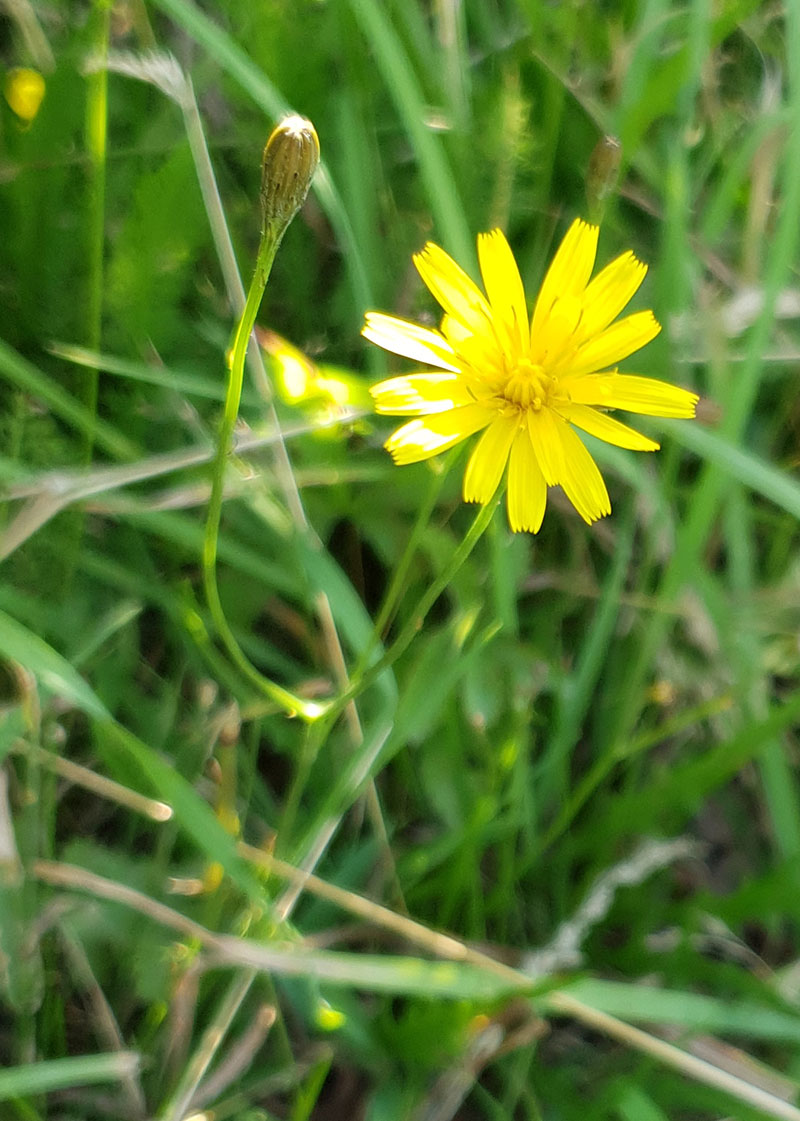 Flockfibbla, Hieracium canadense