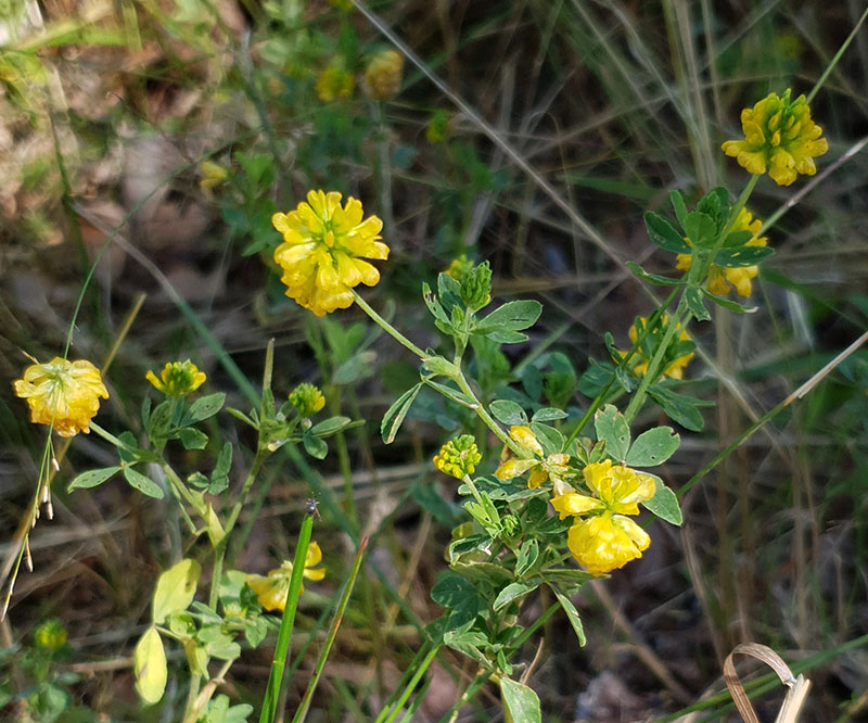 Gullklöver, Trifolium aureum