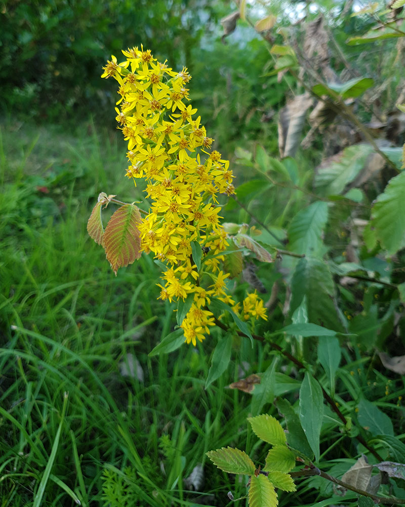 Gullris, Solidago virgaurea