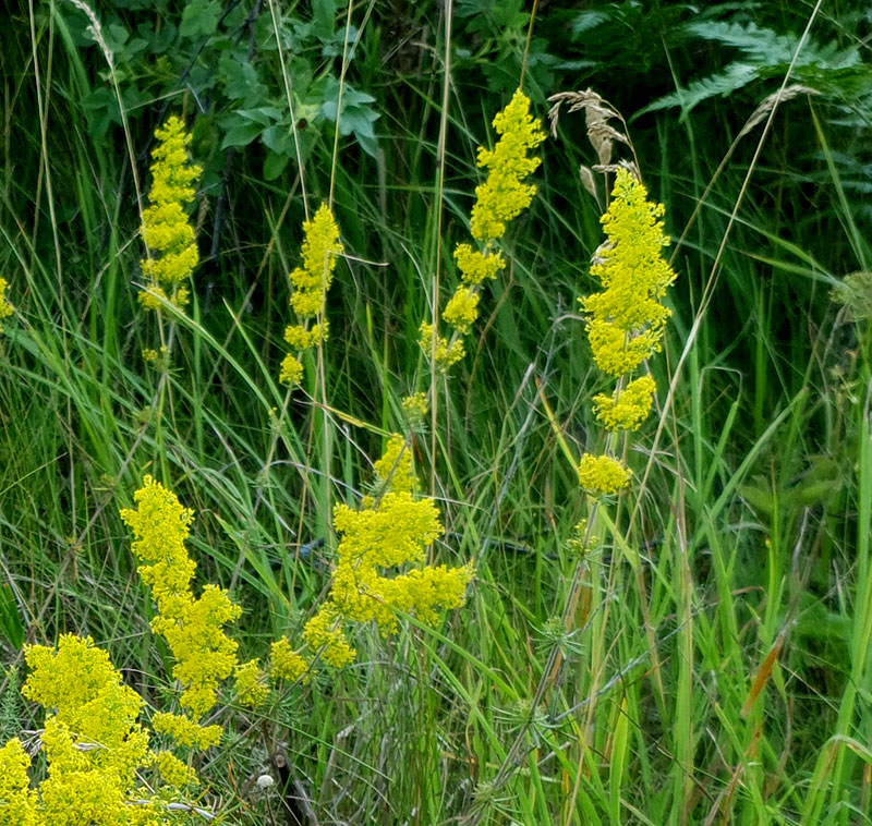 Gulmåra, Galium verum