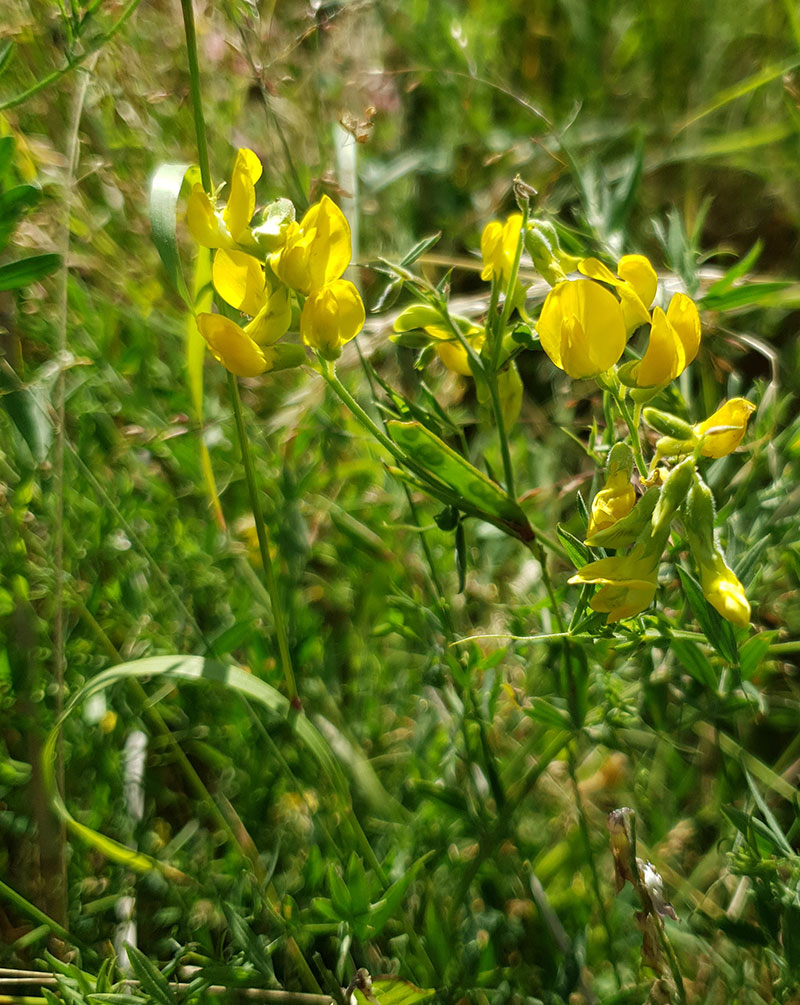 Gulvial, Lathyrus pratensis