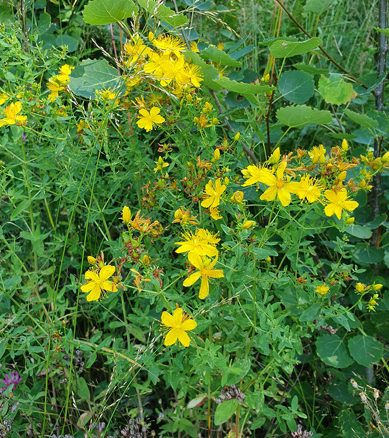 Johannesört, Hypericum perforatum