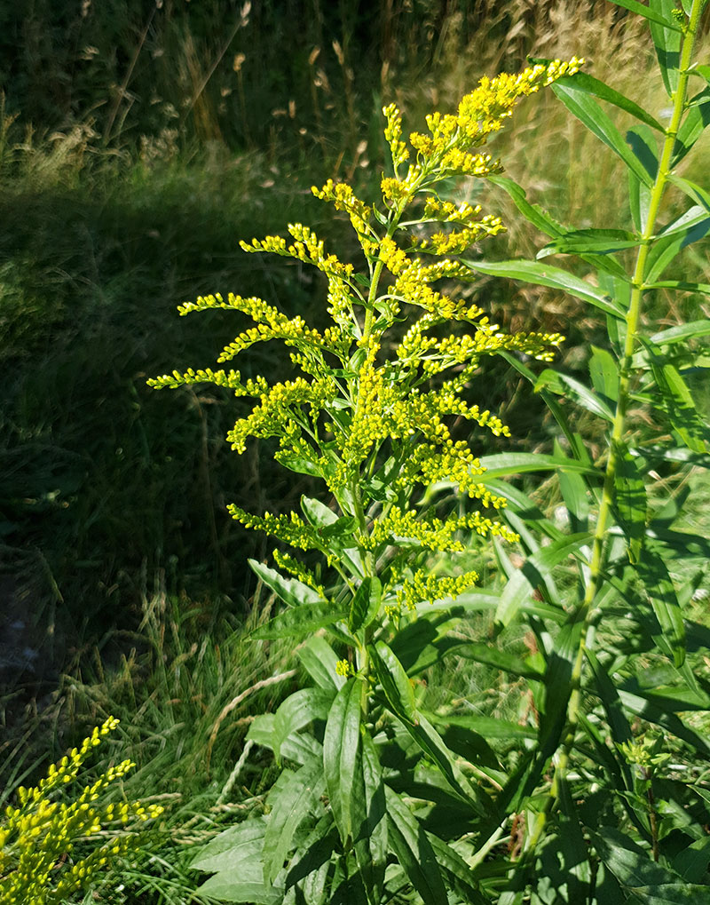 Kanadensiskt gullris, Solidago canadensis