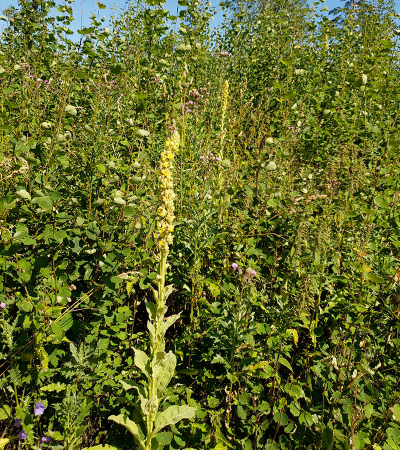 Kungsljus, Verbascum thapsus