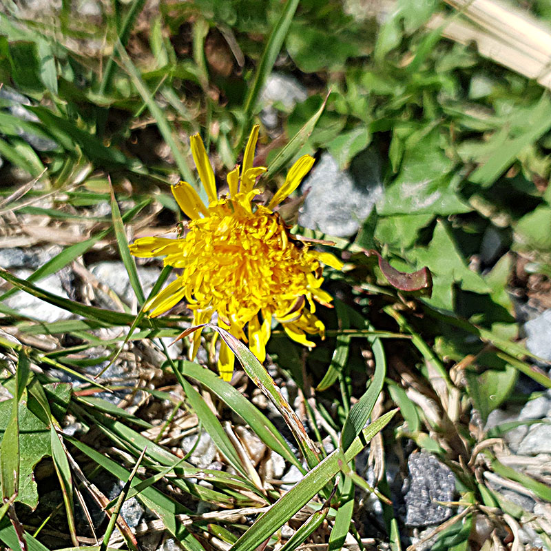 Maskros, Taraxacum