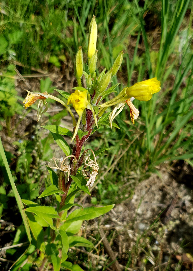 Nattljus, Oenothera biennis