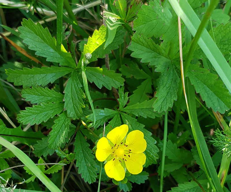 Revfingerört, Potentilla reptans L.