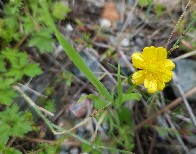 Revsmörblomma, Ranunculus repens