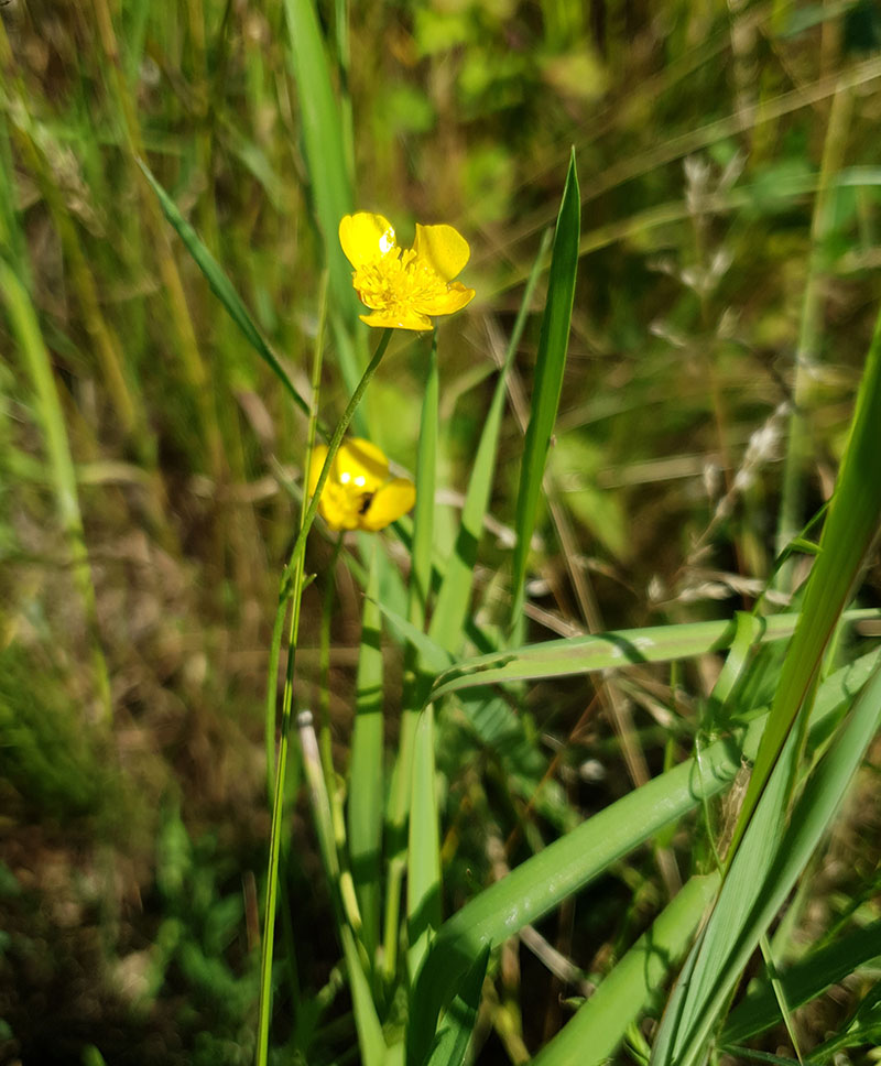 Smörblomma, Ranunculus acris