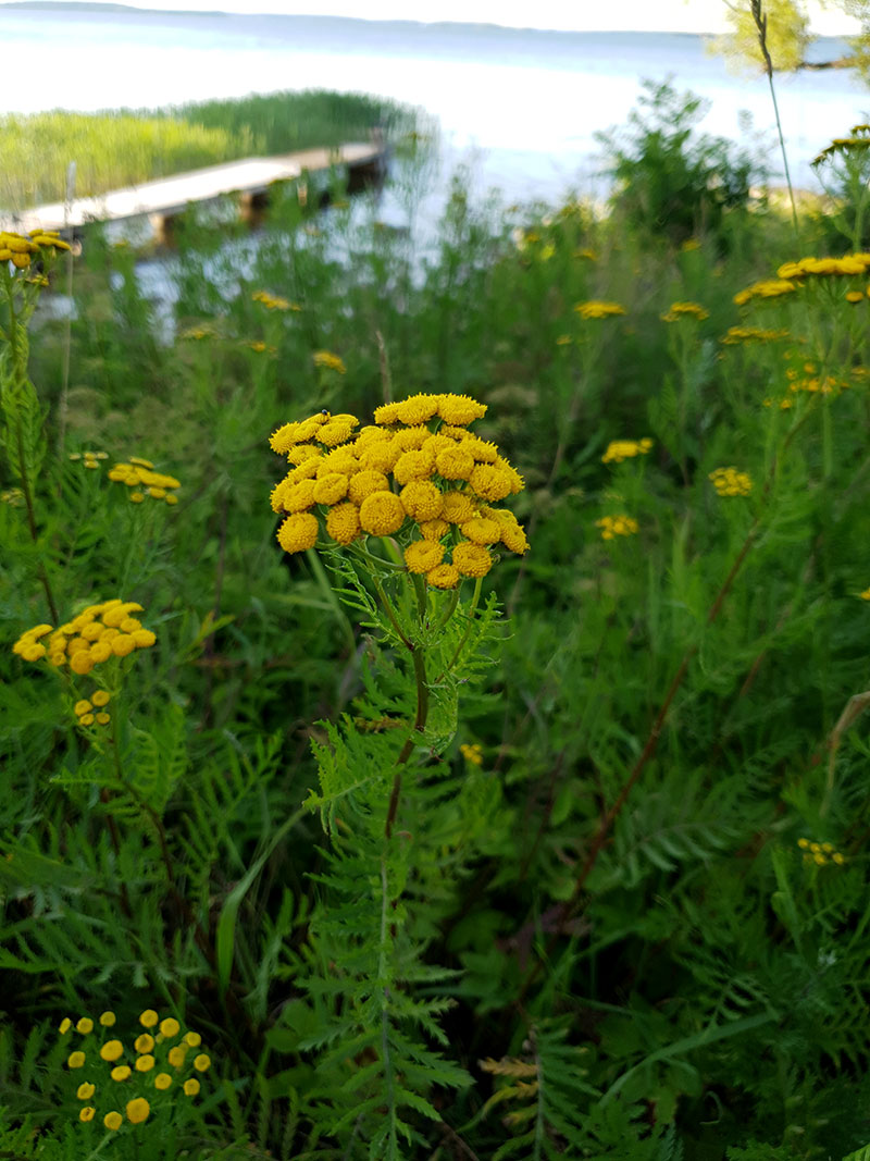 Renfana Tanacetum vulgare