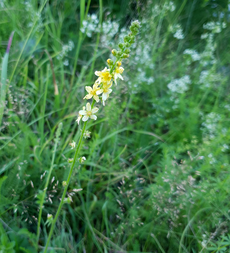 Okänd vild blomma med gulblommigt ax