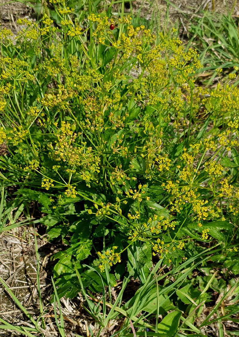 Vildpalsternacka, Pastinaca var. sylvestris