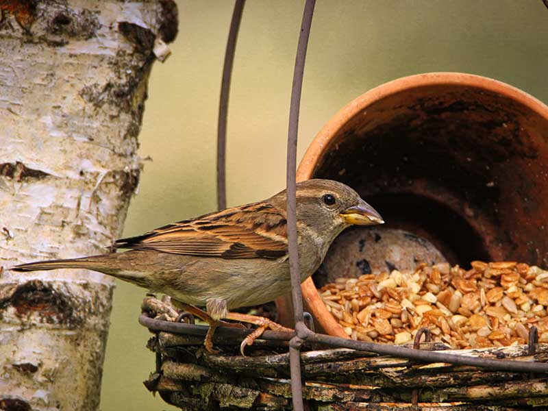 Gråsparvar vid fågelbord på vintern - px