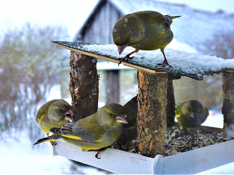 Grönfinkar vid fågelbord på vintern i trädgård