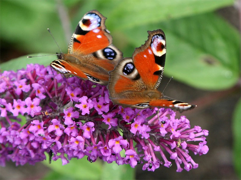 Fjarilar, påfågelsöga på syrenbuddleja - px