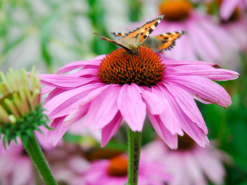 nässelfjäril på röd rudbeckia