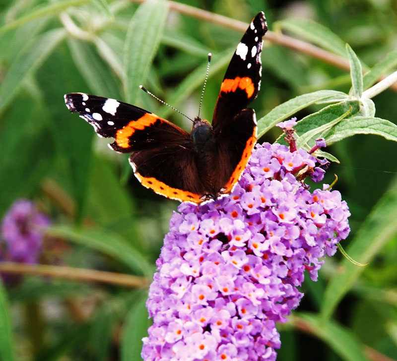 amiralfjäril på Buddleja