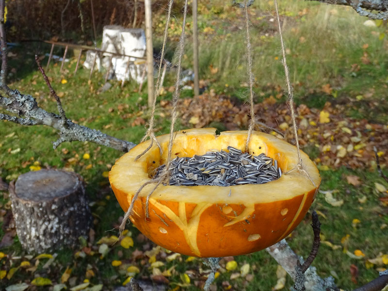 Pumpa som foderautomat till fåglar - KR