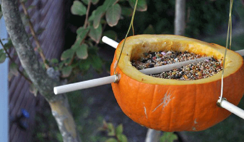 Pumpa som foderautomat till fåglar