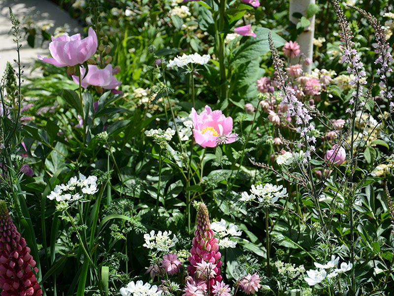 blommor i trädgården som fjärilar gillar - x