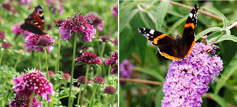 Påfågelöga och amiral på vädd och syrenbuddleja