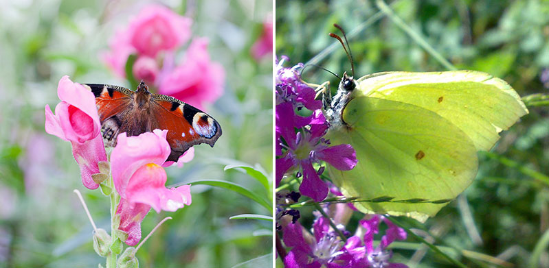 Lejongap och fackelblomster med påfågelöga och citronfjäril