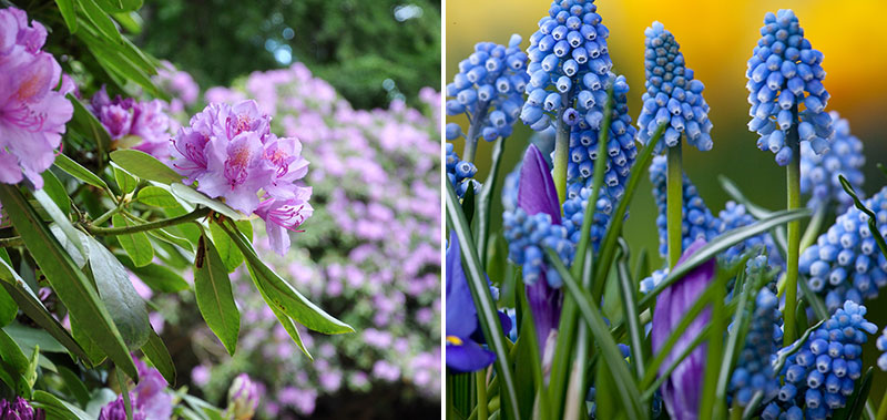 rhododendron och pärlhyacint 