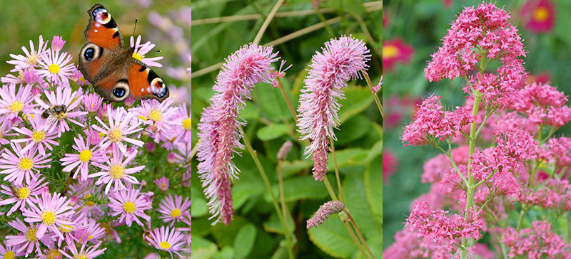 Aster, nickpimpinell, pipört för pollinatörer