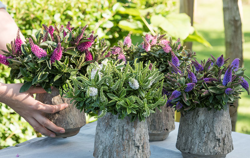 Hebe i utekruka för rik pollinering