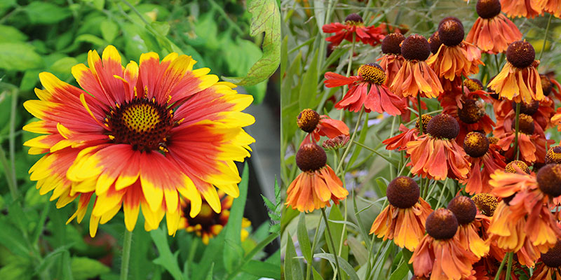 Kokardblomster och solbrud