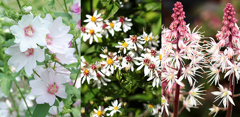 Myskmalva, vit skogsaster och spetsmössa för pollinatörer