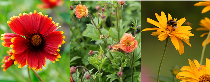 Solöga, humleblomster och rudbeckia för pollenrika krukor