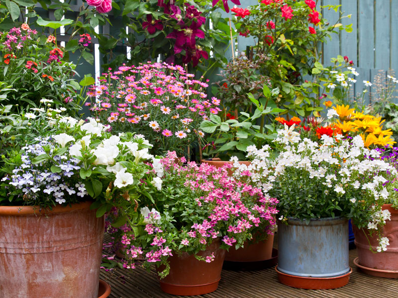 Sommarblommor i krukor
