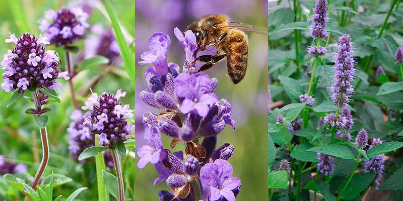 Timjan, lavendel och anisisop som pollenlämnare